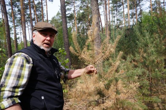 Der Treuenbrietzener Stadtförster zeigt eine trockene Douglasie