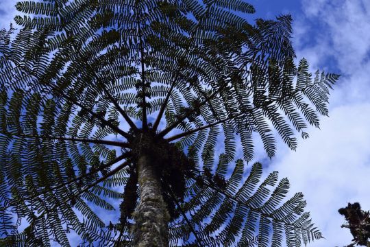 Baumfarn im peruanischen Bergwald