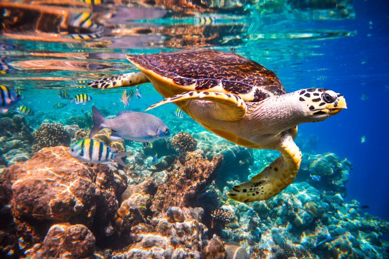 Karettschildkröten schwimmen über ein Korallenriff. 