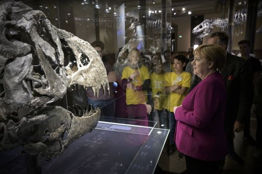 Kanzlerin Merkel schaut sich im Naturkundemuseum einen Saurierschädel an 