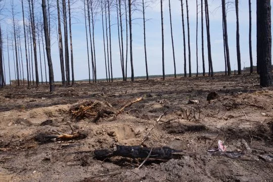 Nur noch wenige Bäume stehen auf der Fläche, auf der es im vergangenen Jahr gebrannt hat