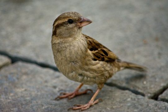 Ein weiblicher Spatz sitzt auf dem Straßenpflaster