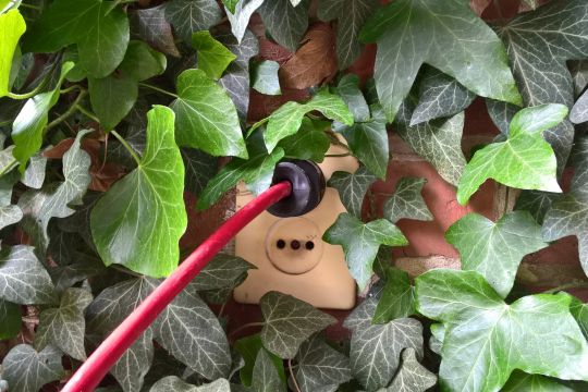 Ein rotes Stromkabel mit Stecker steckt in einer weißen Steckdose an einer Wand zwischen grünen Efeublättern.