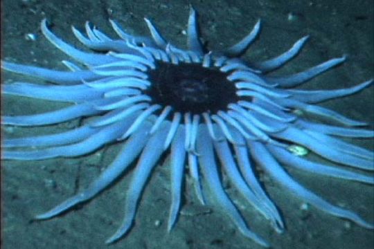 Flache, hellblaue, vielarmige Seeanemone am Meeresgrund.