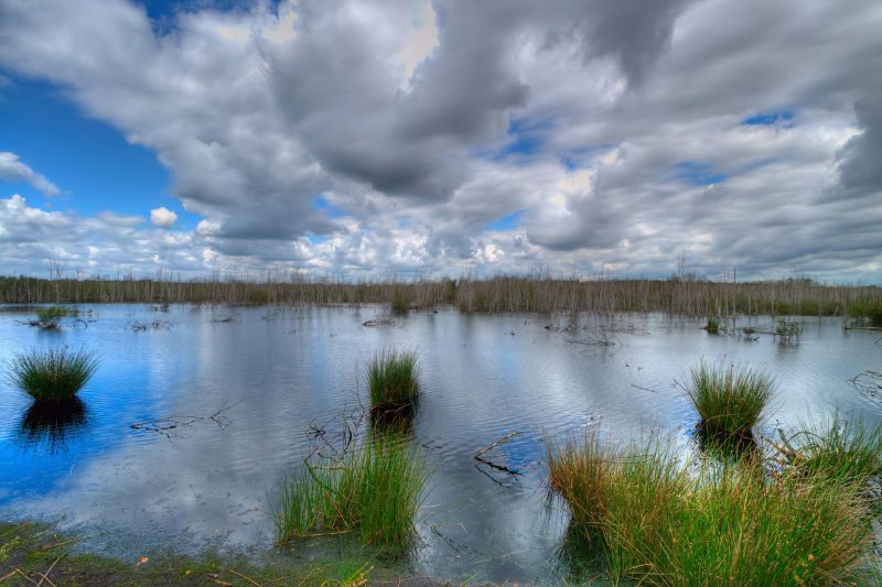 Schöne Moorlandschaft, im Hintergrund Birken