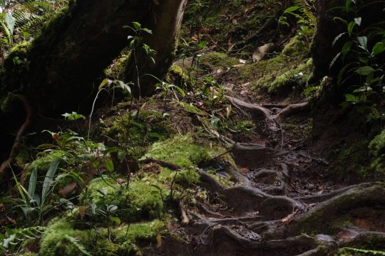 Äste und Wurzeln im Regenwald