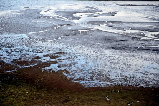 Größtenteils eisbeckter, sehr karg bewachsenes Fjordufer mit einigen Vögeln und kleinen Wasserläufen.