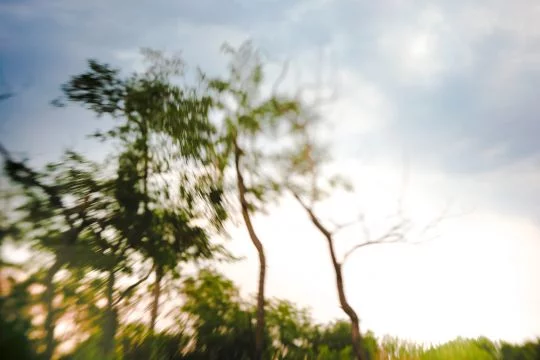 Symbolbild: Bäume vor Sommerhimmel