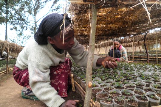 Eine Frau kümmert sich um Sämlinge im Beet einer Baumschule in Äthiopien.