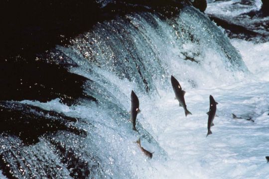 Lachse springen einen Wasserfall hoch