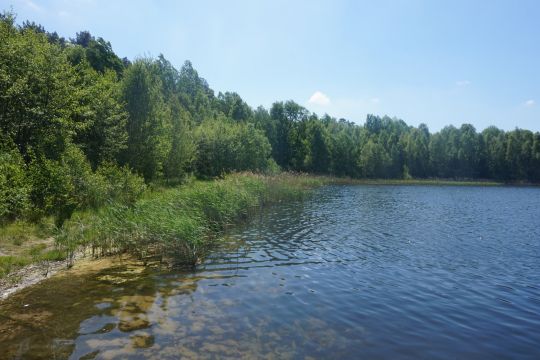 Das Ufer eines Sees umgeben von Wald