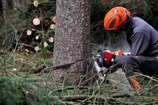 Ein Forstmitarbeiter fällt einen Baum mit einer Kettensäge