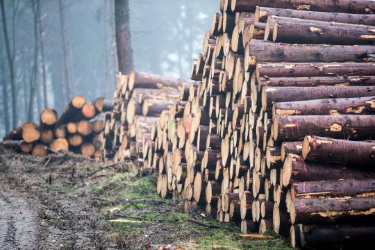 Stämme gefällter Bäume liegen geschnitten und gestapelt im Wald zum Abtransport bereit.