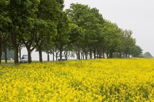 Rapsfeld neben einer Allee, auf der Autos fahren.