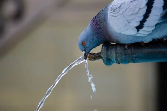Abkühlung an heißen Tagen: Eine Stadttaube am Brunnen