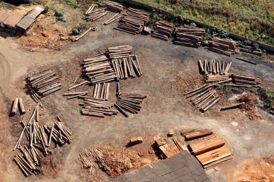 Illegal geschlagenes Holz in einer versteckten Siedlung.