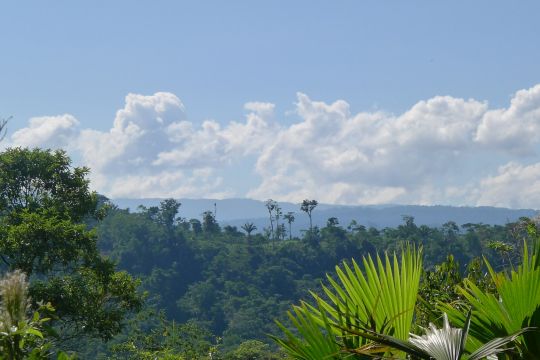 Dichter Regenwald: Blauer Himmel und Wolkenberge über den Wipfeln.