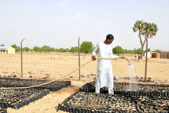 Ein Mann wässert Baumsetzlinge für ein Aufforstungsprojekt in Nigeria