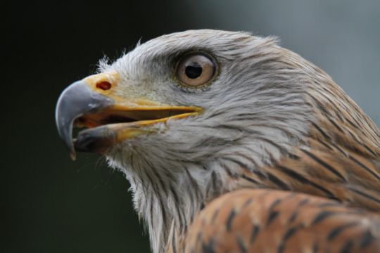 Kopf eines Rotmilans mit markantem Schnabel in Seitenansicht, Aufnahme aus dem Hochwildschutzpark Rheinböllen.