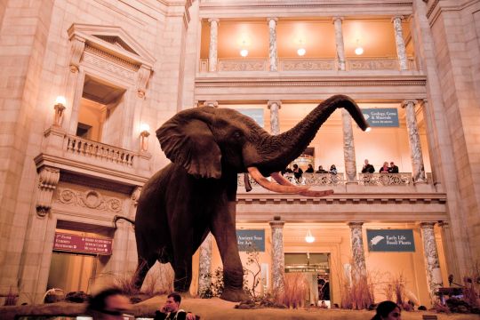 Ein ausgestopfter Elefant steht in einer großen Museumshalle.