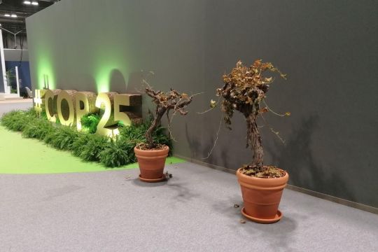 Vertrocknete Topfpflanzen, dahinter grün angestrahlte Buchstaben "#COP 25" vor grauer Wand
