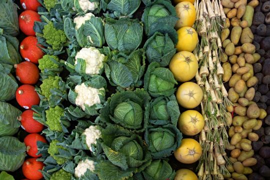 Verschiedene Gemüse wie Kürbis und Kohl in einer Reihe