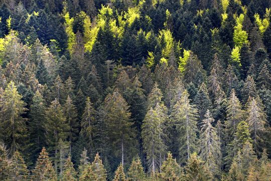 Wald mit deutlichen Anzeichen von Trockenstress