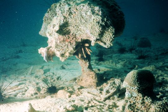 Das tote Kalkskelett der Korallen.