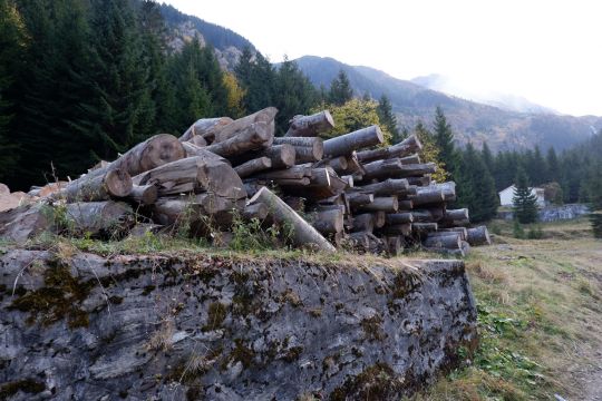 Rodungen im Făgăraș-Gebirge