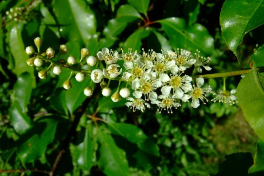 Blüten der Spätblühenden Traubenkirsche