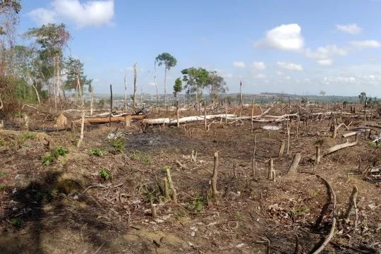 Abgeholzte Fläche im brasilianischen Tropenwald.