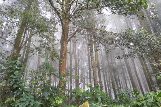 Wald im Nebel