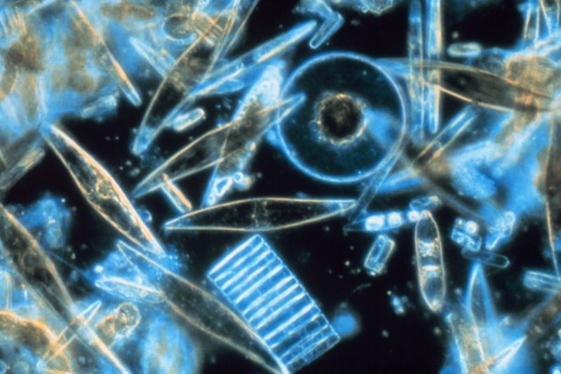 Kieselalgen sehen im Mikroskop wie blaue technische Teile aus.