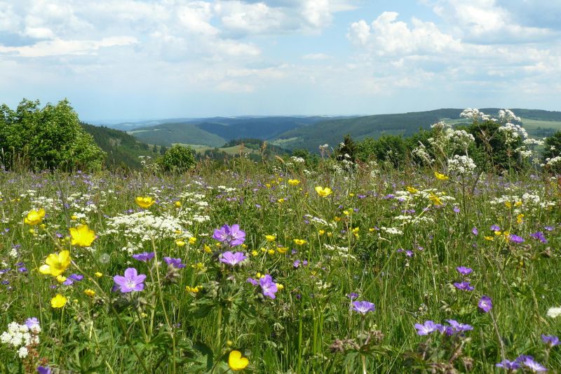 Extensiv bewirtschaftetes Grünland mit vielen Blumen.