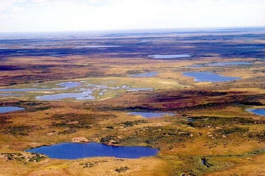 Luftbild: Wasserreiche Tundra-Landschaft mit karger Vegetation.