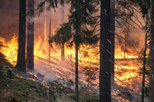 Waldbrand