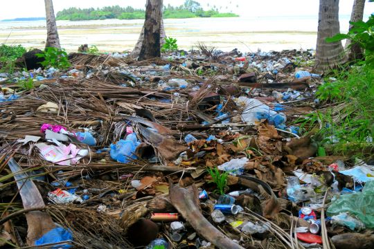 Plastikmüll und Holzreste liegen zwischen Bäumen in Strandnähe herum.