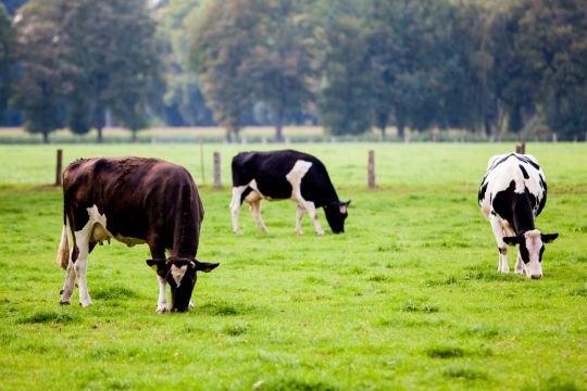 Kühe grasen auf einer Weide in Osteuropa.