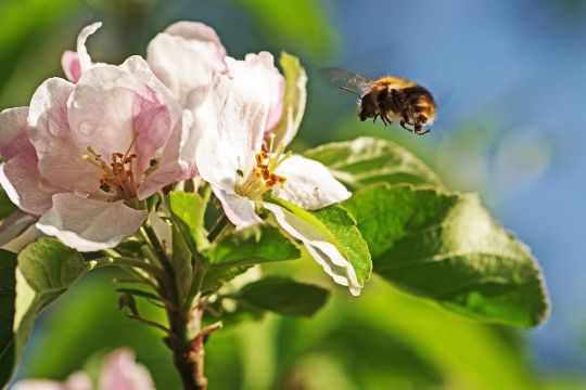 Eine dicke Hummel fliegt auf eine weißrosa Apfelblüte zu.