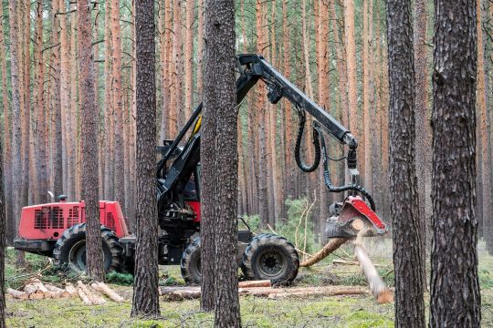 Ein Harvester rückt Stämme in einem Nadelforst.