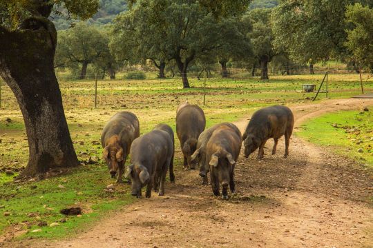 Einige Schweine laufen auf einem Weg in einem spanischen Korkeichenwald.