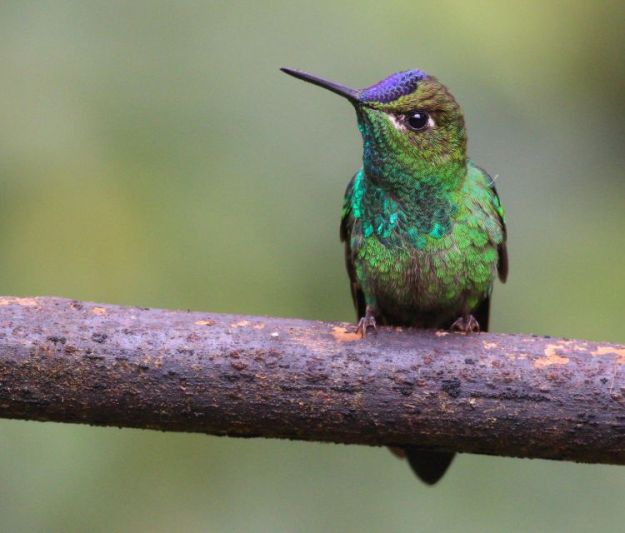 Violettstirn-Brillantkolibri