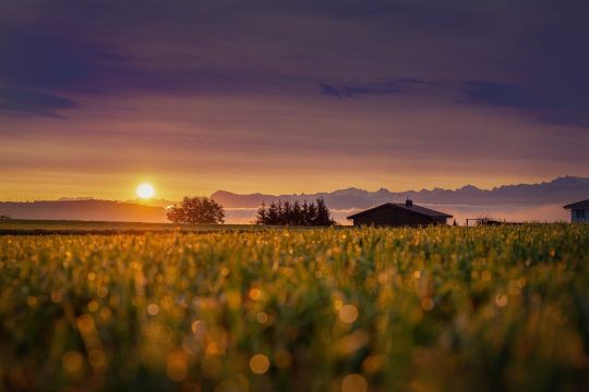 Haus auf dem Land bei Sonnenaufgang, aus der Ferne über ein blühendes Feld betrachtet.