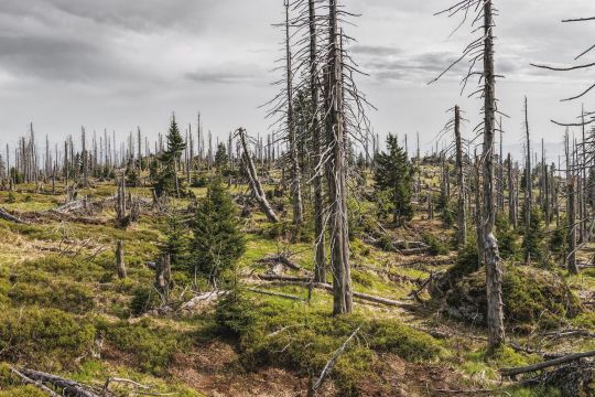 Kahle Fichten im Bayrischen Wald