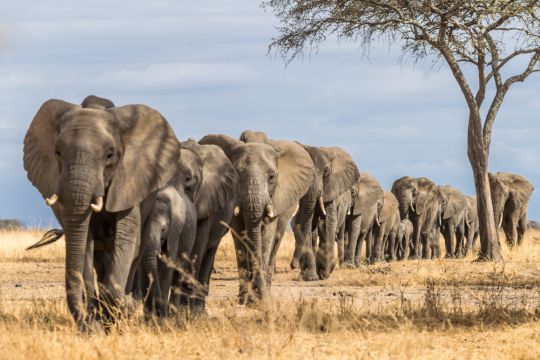 Eine Elefantenherde zieht durch den Tarangire-Nationalpark im Noden Tansanias.