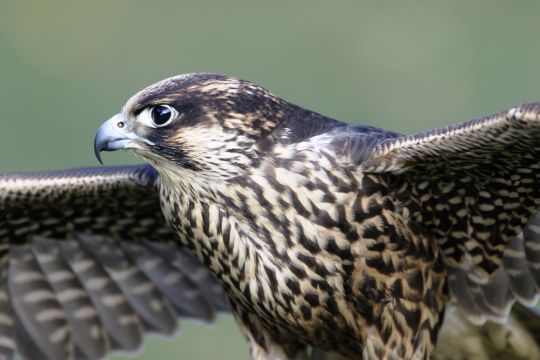 Ein Wanderfalke in Nahaufnahme, er breitet die Schwongen aus und zeigt den Kopf mit dem markanten hakenförmigen Schnabel im Profil.