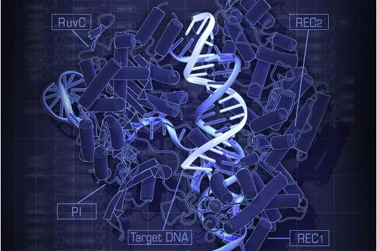 Zeichnerische Darstellung der sogenannten Genschere, erkennbar ist die Helix-Struktur der heller dargestellten Ziel-DNA.