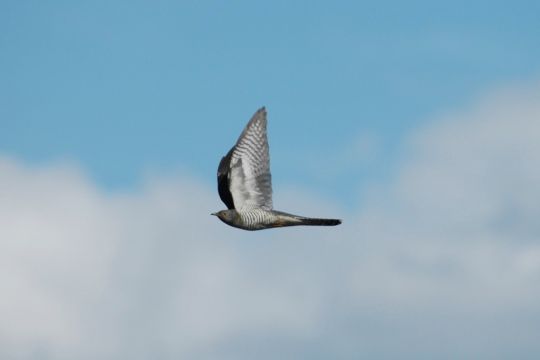 Kuckuck im Flug mit nach oben gerichteten Flügeln, von der Seite aufgenommen.