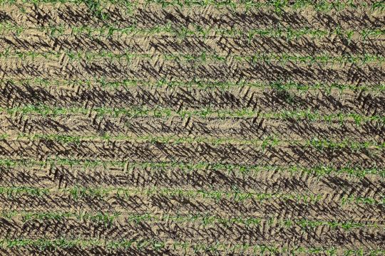 Luftaufnahme eines Maisfeldes.