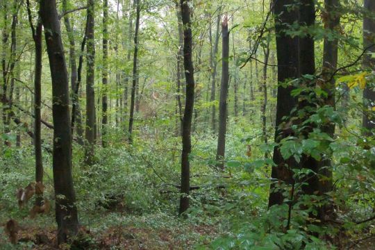 Rotbuchen-Wald aus wenigen älteren und vielen jüngeren Bäumen.